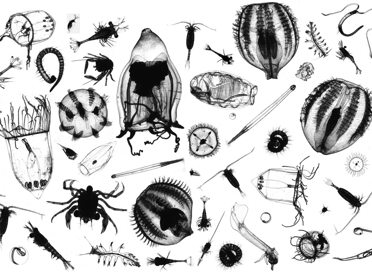 Introduction to Plankton
